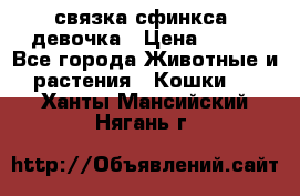 связка сфинкса. девочка › Цена ­ 500 - Все города Животные и растения » Кошки   . Ханты-Мансийский,Нягань г.